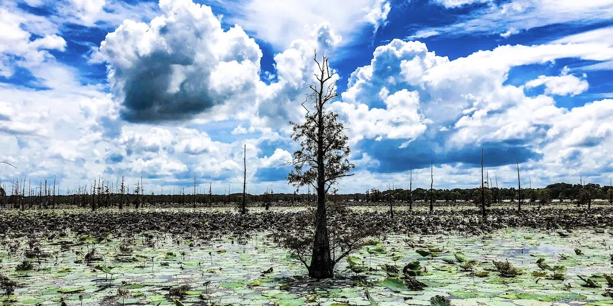 Wooden boat ramp extending into Black Bayou Lake surrounded by lily pads, cypress trees, and Louisiana wetland vegetation...