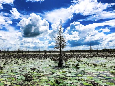 Wooden boat ramp extending into Black Bayou Lake surrounded by lily pads, cypress trees, and Louisiana wetland vegetation...