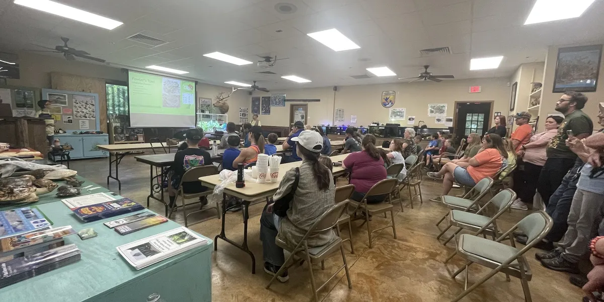 Serene wetland landscape at Black Bayou Lake with wooden fishing pier extending over still waters where alligators can be...