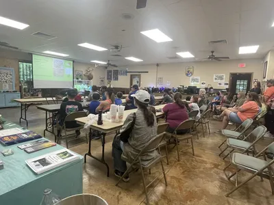 Serene wetland landscape at Black Bayou Lake with wooden fishing pier extending over still waters where alligators can be...