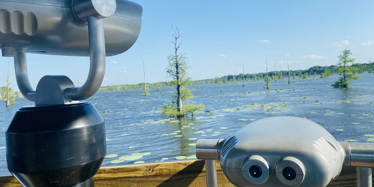 Wooden boardwalk extending over Black Bayou Lake with calm waters reflecting cypress trees, where turtles sun themselves...