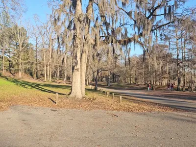Tranquil lake view with weathered wooden jetty extending into water, surrounded by trees and natural wetland vegetation.