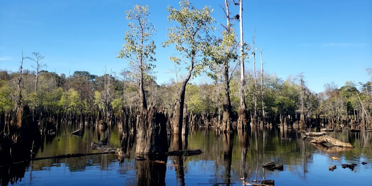 Serene lakefront park with covered pavilions, picnic areas, and volleyball courts nestled among climbable trees beside...