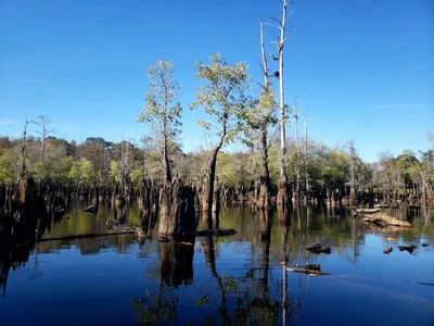 Serene lakefront park with covered pavilions, picnic areas, and volleyball courts nestled among climbable trees beside...