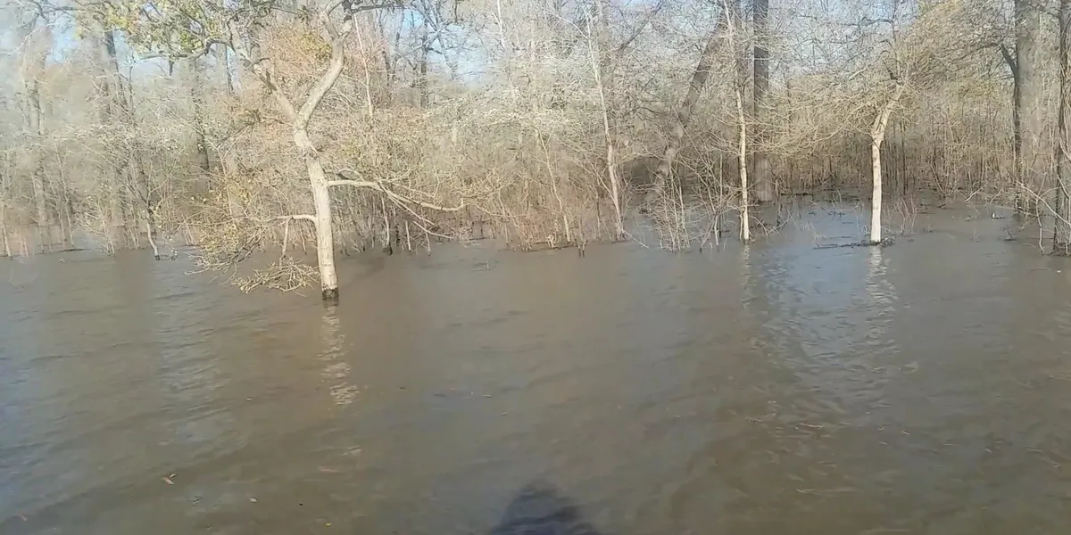 Sunlight filtering through dense hardwood forest at D'Arbonne Wildlife Refuge, with natural trails winding through the...