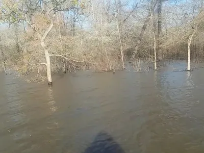 Sunlight filtering through dense hardwood forest at D'Arbonne Wildlife Refuge, with natural trails winding through the...