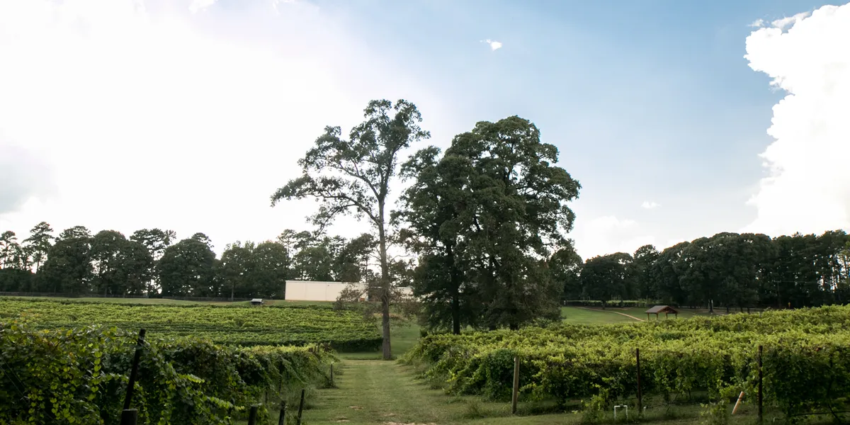 Rolling vineyard with rustic cottages nestled among grapevines, outdoor seating areas, and panoramic countryside views at...