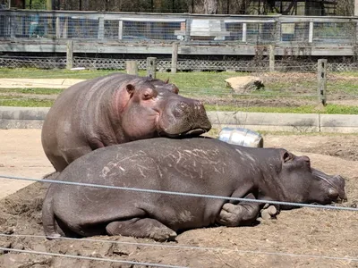 Compact zoo with animal enclosures, interactive bird exhibit, and educational buildings set among duck ponds and walking...