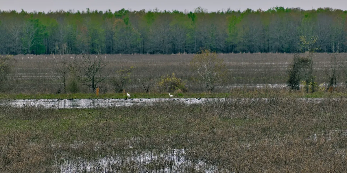 Serene wilderness camping area with open tent sites surrounded by natural Louisiana landscape, offering a quiet retreat...