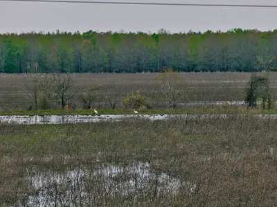 Serene wilderness camping area with open tent sites surrounded by natural Louisiana landscape, offering a quiet retreat...
