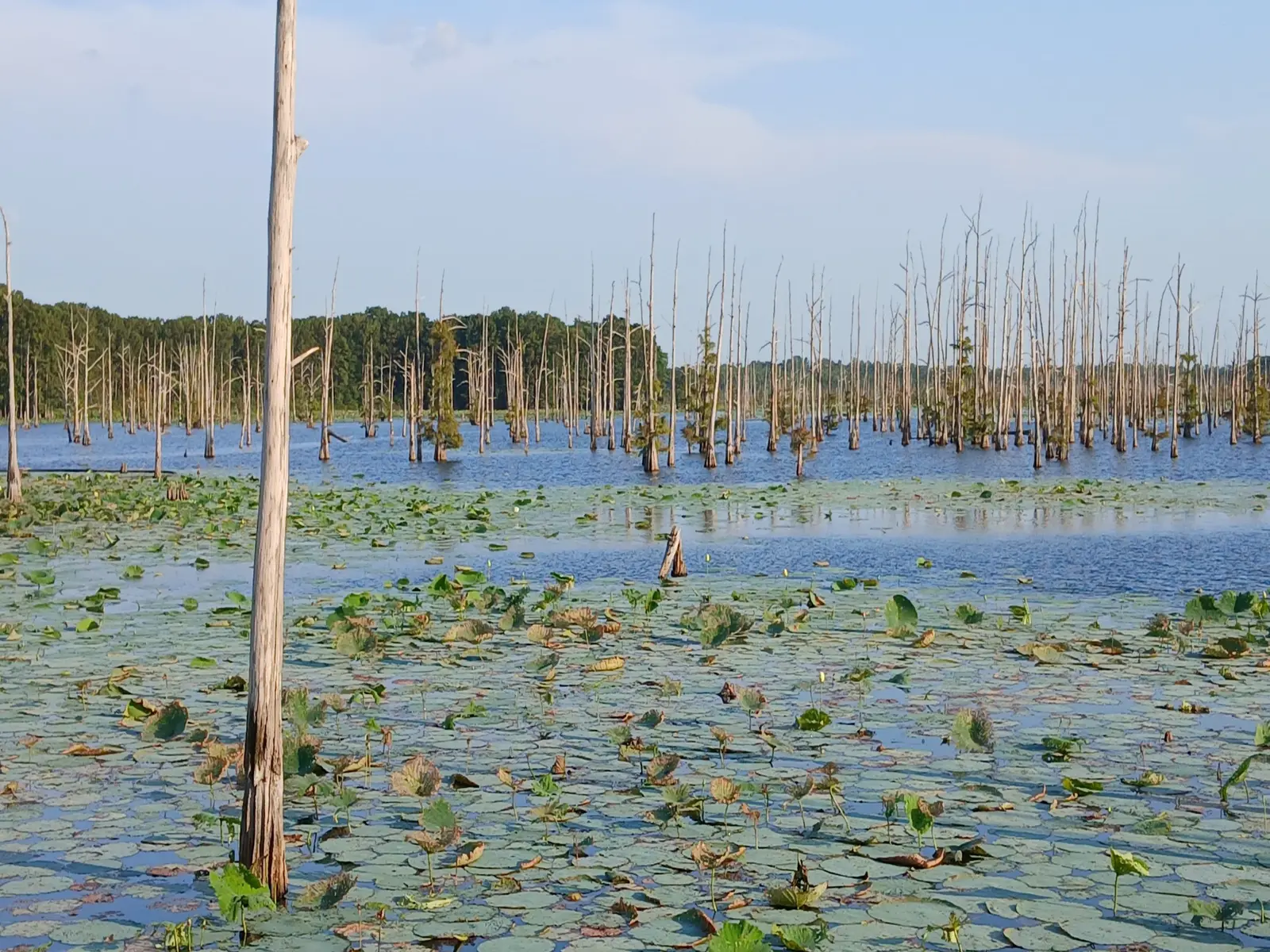 A wide shot of Black Bayou Lake, showcasing numerous lily pads covering the water's surface and many bare cypress trees rising from the water under a clear blue sky.