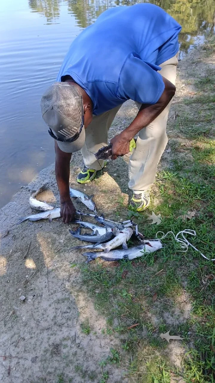 A close-up of a large catch of catfish on the ground next to the pond at Kiroli Park.
