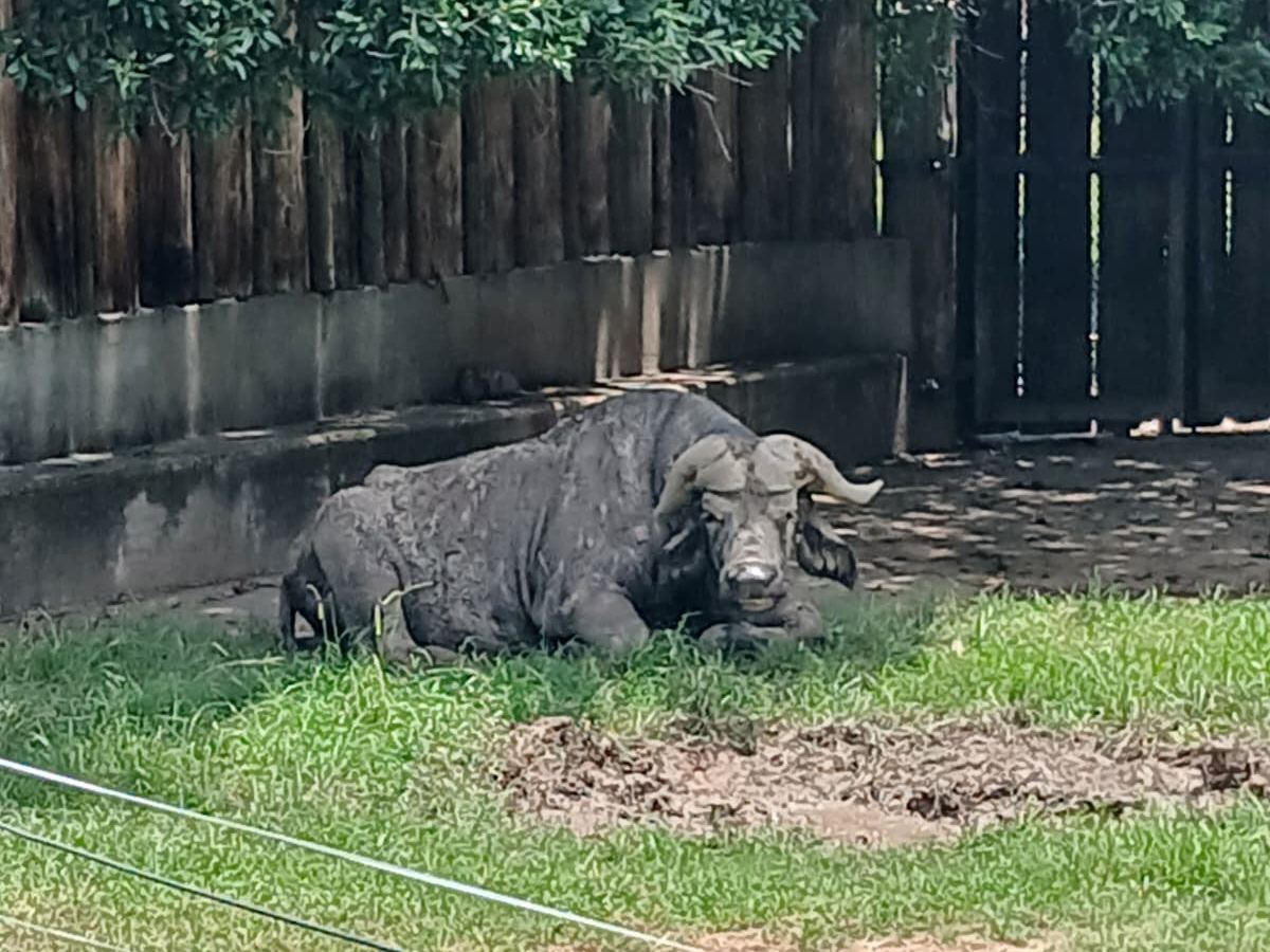 Cape buffalo resting in its enclosure at Louisiana Purchase Gardens and Zoo in Monroe Louisiana