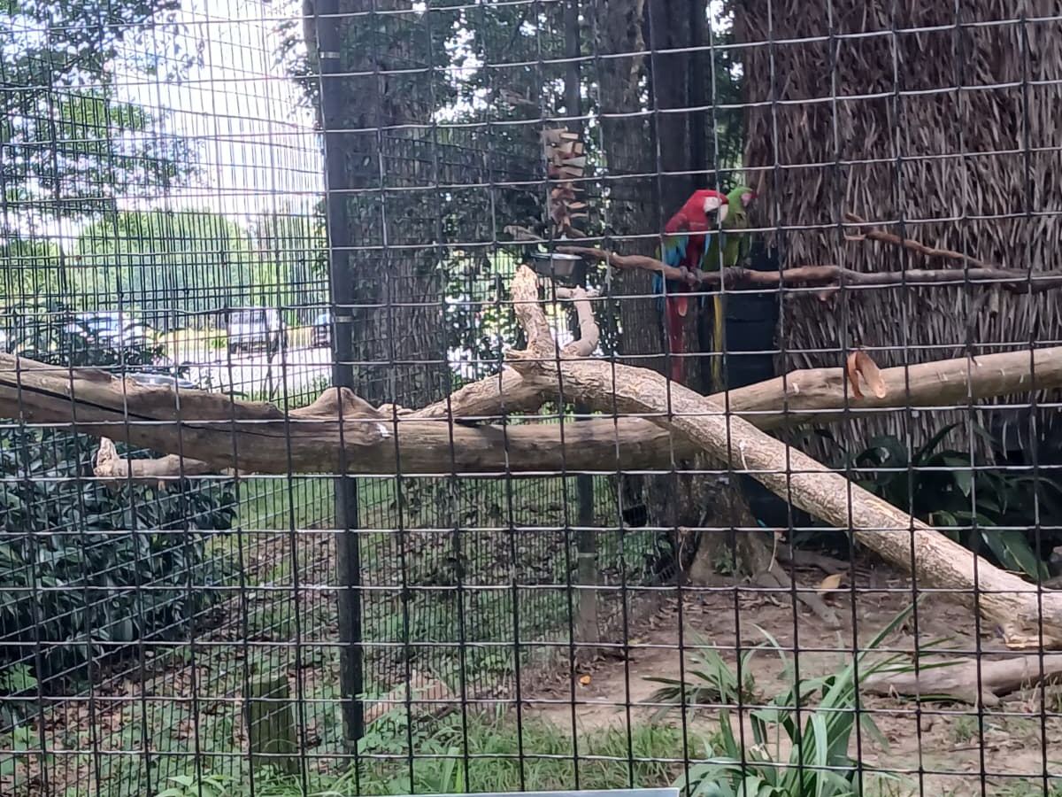 Military Macaw at Louisiana Purchase Gardens and Zoo with informational sign showing species details