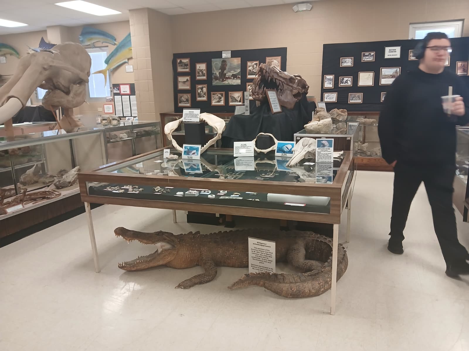 Alligator taxidermy and T-rex skull on display at ULM Museum of Natural History Monroe Louisiana