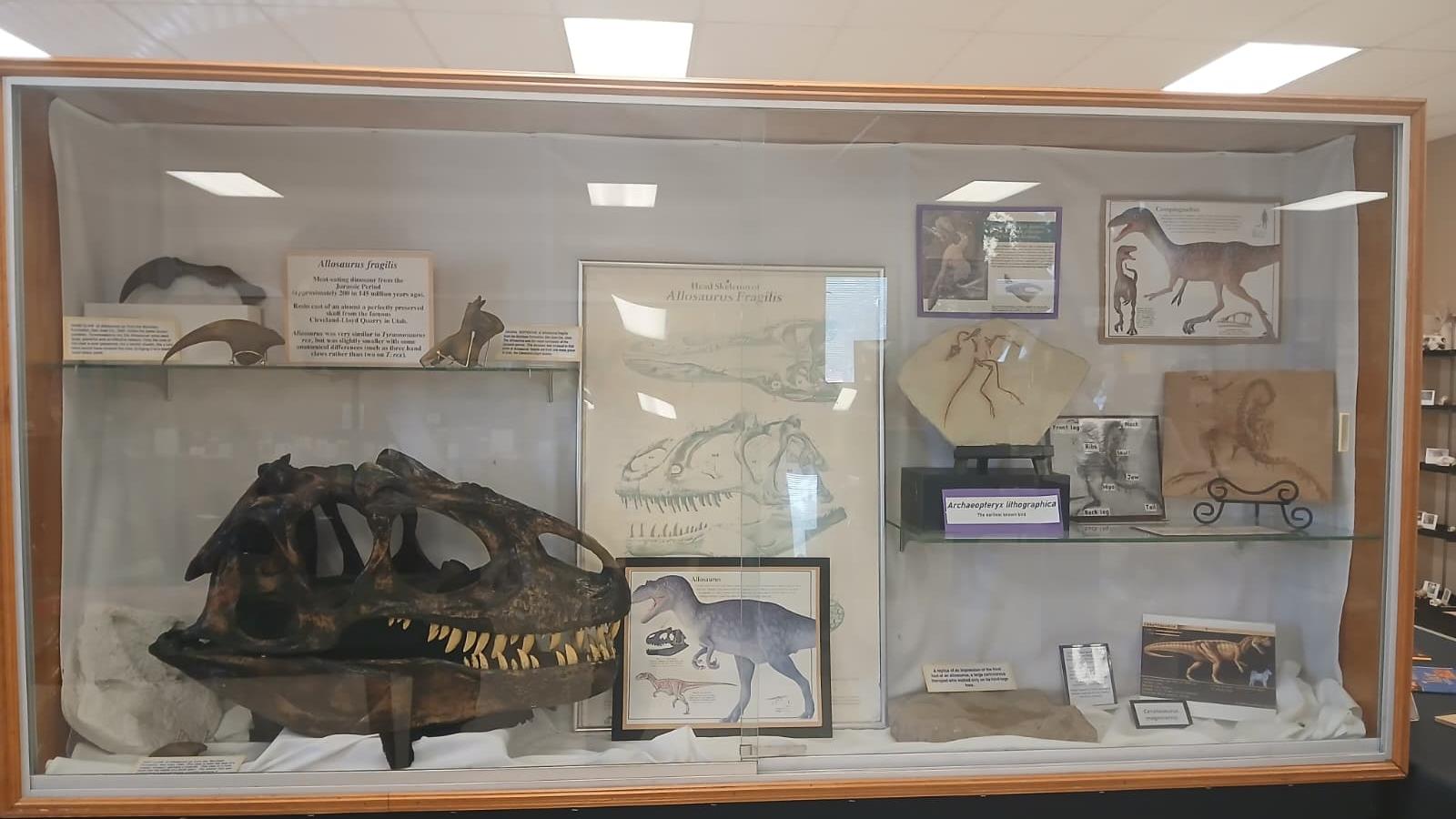 Allosaurus fragilis skull cast on display at ULM Museum of Natural History in Monroe Louisiana