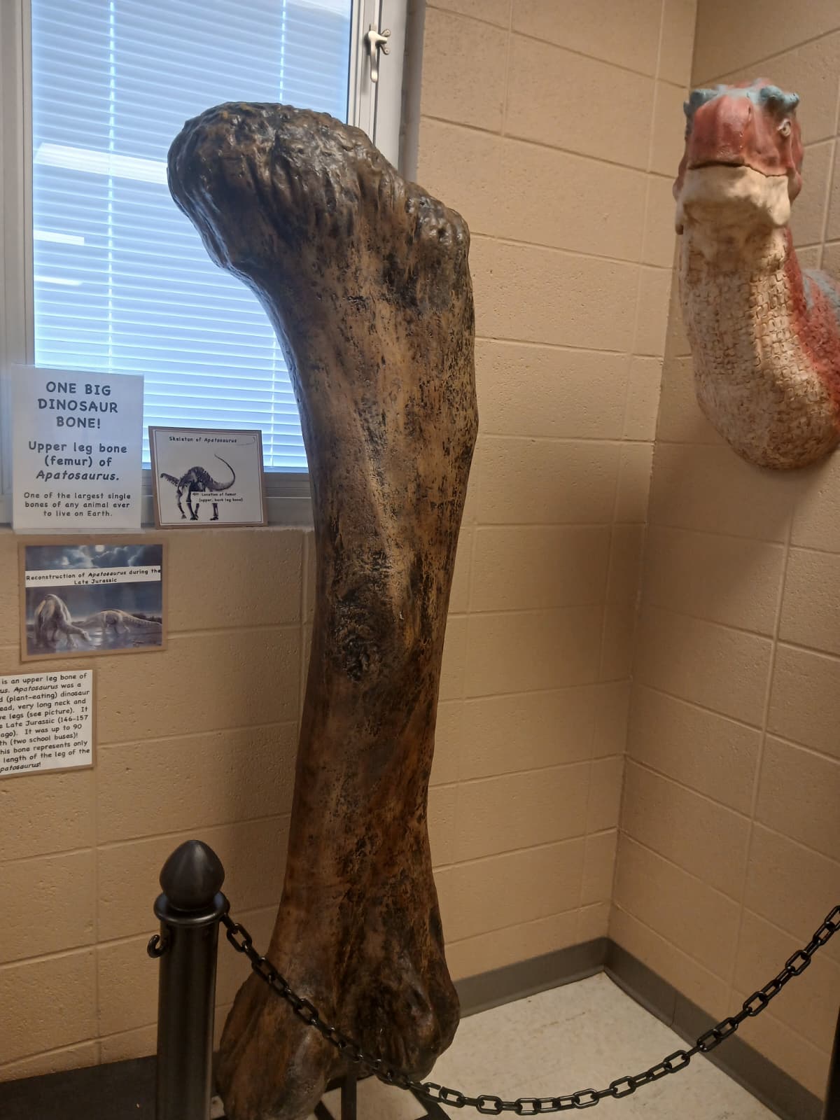 Apatosaurus femur dinosaur bone at ULM Museum of Natural History Monroe with sign saying ONE BIG DINOSAUR BONE