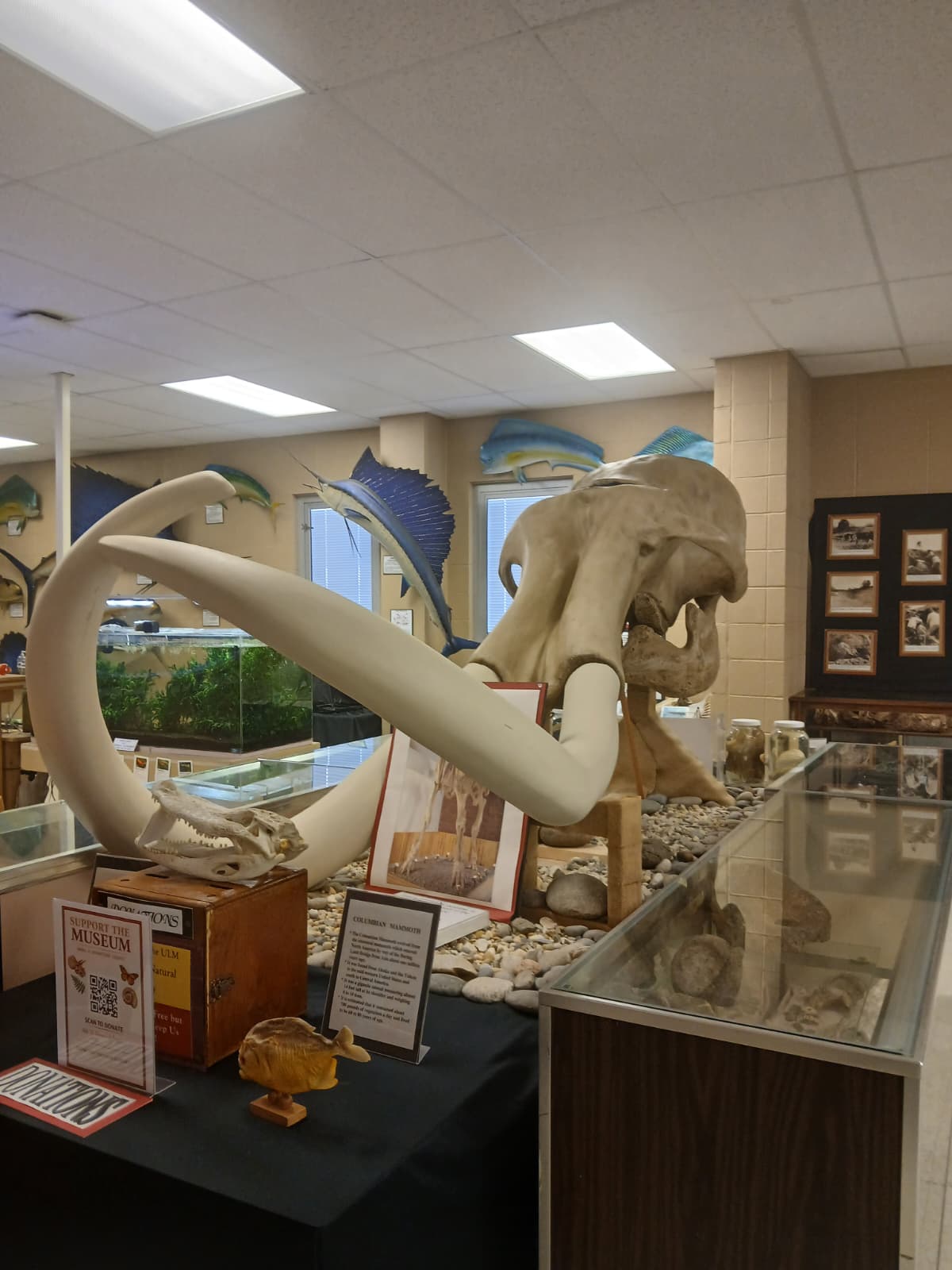 Columbian mammoth skull with curved tusks at ULM Museum of Natural History Monroe LA