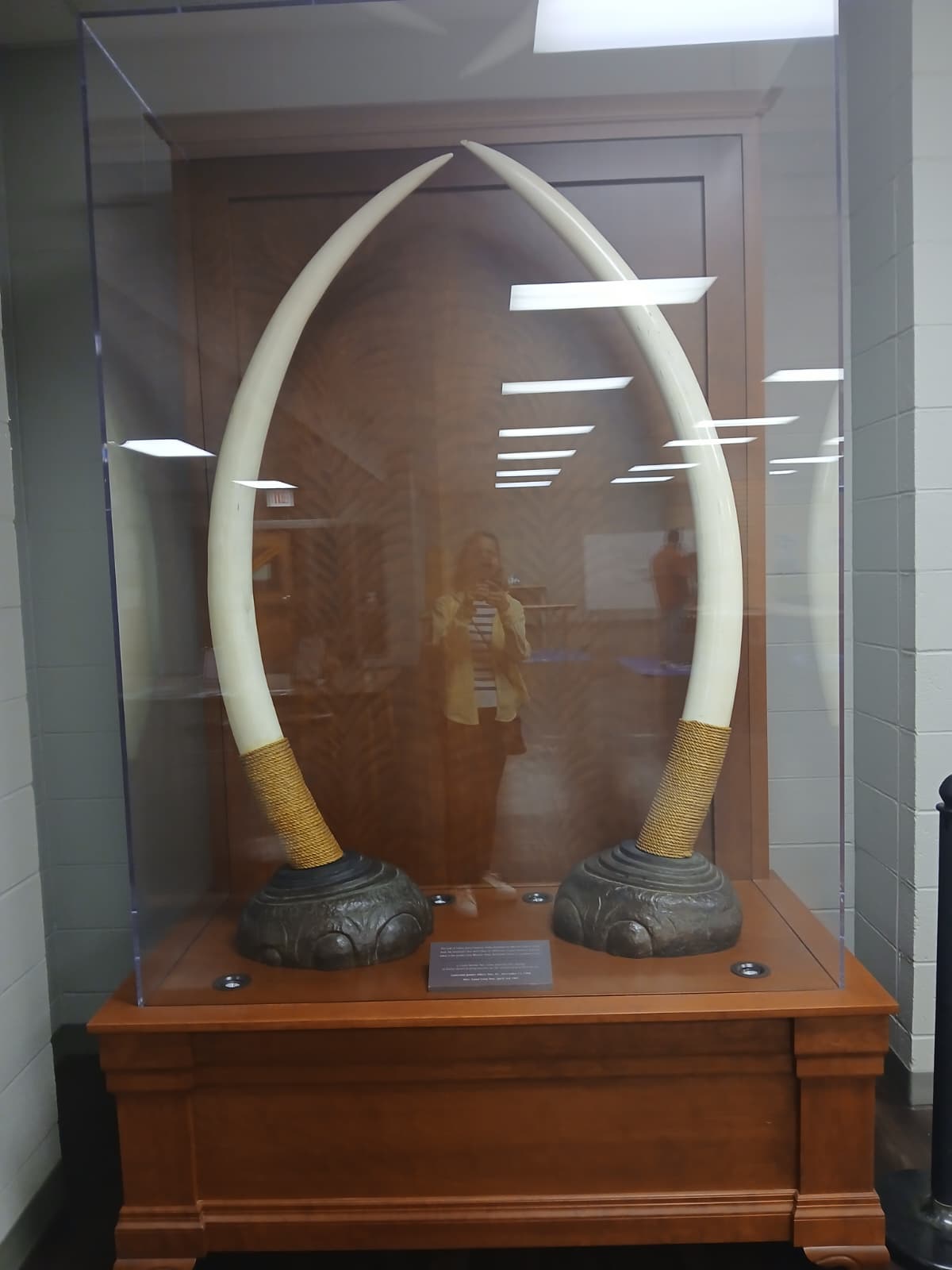 Elephant ivory tusks on display inside glass case at ULM Museum of Natural History Monroe Louisiana