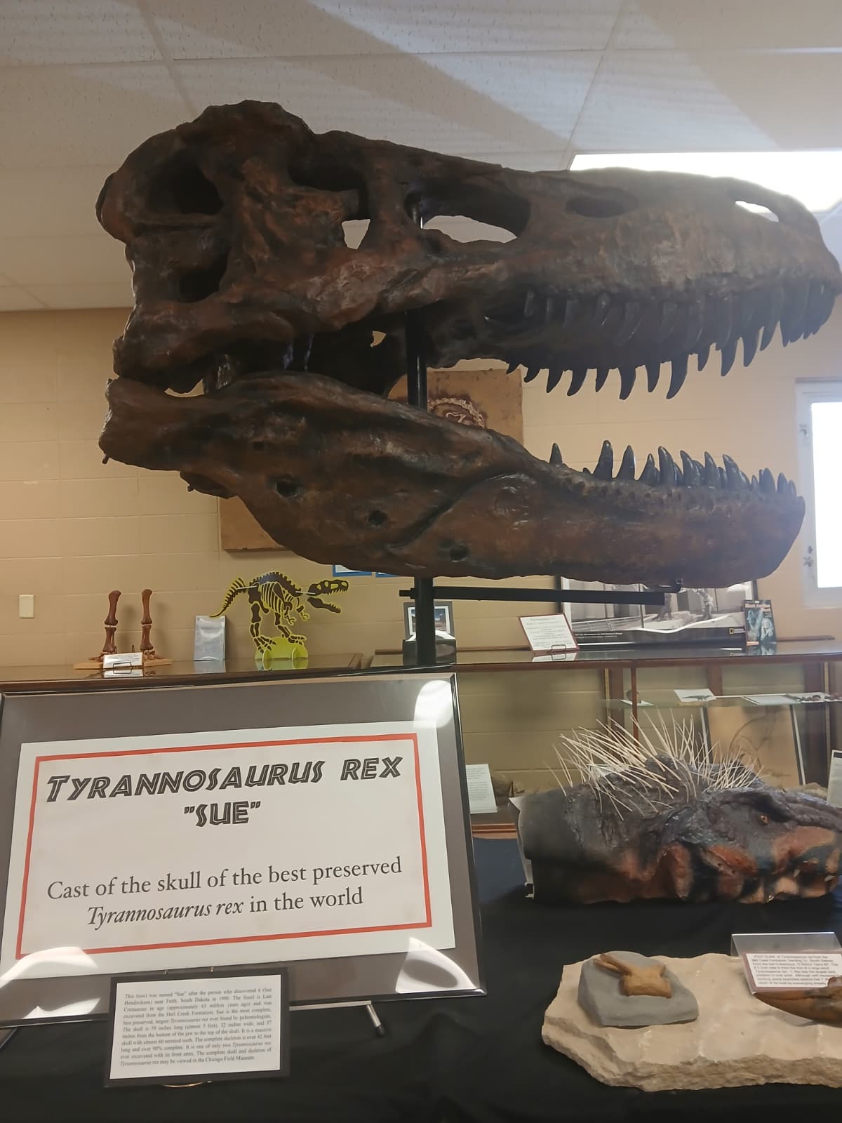 Cast of Sue the T-rex skull at ULM Museum of Natural History Monroe Louisiana, labeled as best preserved Tyrannosaurus rex in the world